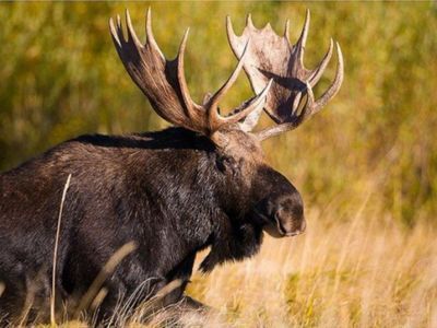 Минприроды предложило изменить нормативы отстрела лосей и косуль