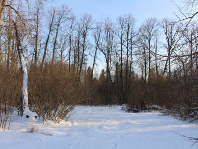 Усадьба «Введенское». Парк