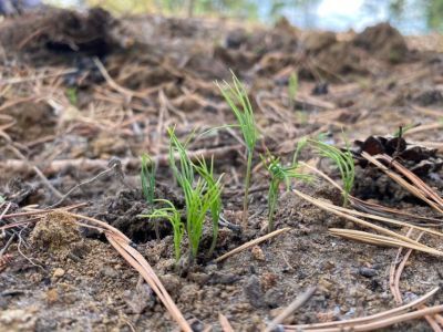В Якутии проводят эксперимент по приживаемости сосны