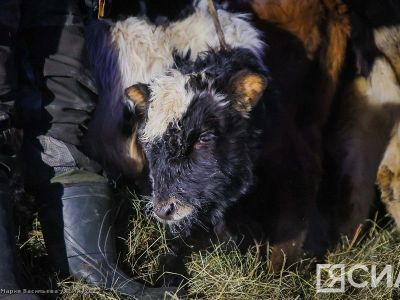 В Якутии увеличилось поголовье коренной породы скота