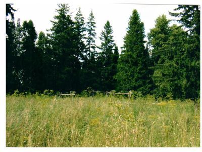 Священная роща