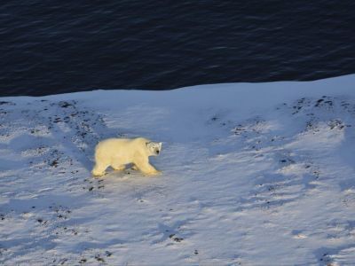 Авиамониторинг популяции белого медведя провели в заповеднике «Медвежьи острова» в Якутии