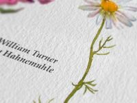 Бумага для акварели Hahnemuhle "William Turner" 50х65 см 300 г 100% хлопок, с/з