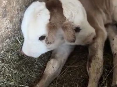 В КФХ «Сиибиктэ» Нюрбинского района опровергли сообщение о рождении двухголового телёнка