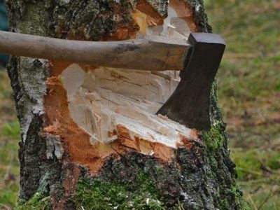 Государство повышает плату за аренду и заготовку леса