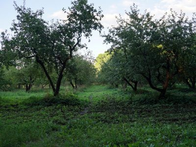 Сад за домом Волконского