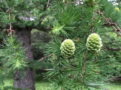 Более устойчивую к пожарам лиственницу начнут выращивать в Якутии