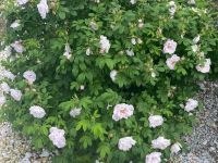 Дендрарий г. Выксы