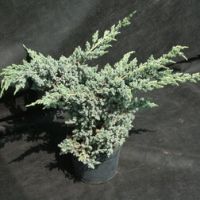 Можжевельник чешуйчатый Мейери (С7,5 Н40-60)