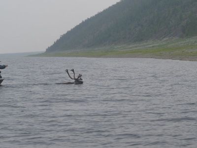 Отследить путь оленя. В Якутии при поддержке АЛРОСА провели мониторинг миграций диких оленей (ФОТО)