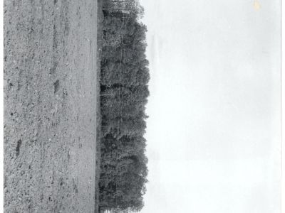 Регулярный липовый парк