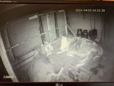 Видеонаблюдение в хотоне: горожанин переехал в село в Амгинском районе и стал фермером