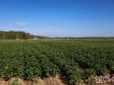 В Хангаласском районе пройдет республиканский семинар-совещание «День поля — 2024»