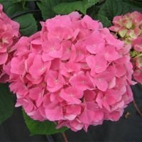 Гортензия крупнолистовая (Розита)
