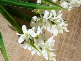 Ветвь Buona Pasqua III