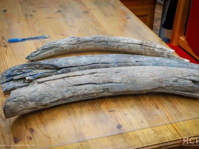 Возрождая прошлое. Якутский мастер изготовит вторую часть экспоната «Ысыах» для Британского музея