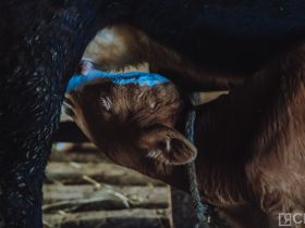 День сайылыка в Якутии: прогулка по летней ферме в Намском улусе