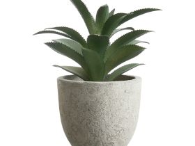 Суккулент Terni I