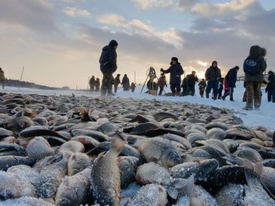 За лишнего карася оштрафуют. Минэкологии Якутии информирует о порядке добычи озерной рыбы