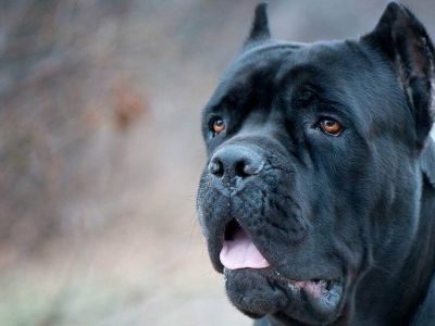 В Якутии умерщвлены три собаки с подтвержденным бруцеллёзом