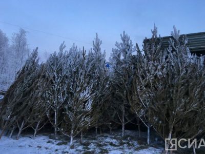 Продажа живых ёлок в Якутске начнется после 10 декабря UPD