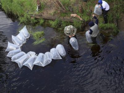 Более одного миллиона рыб выпустила в реки Якутии компания «Таас-Юрях Нефтегазодобыча»