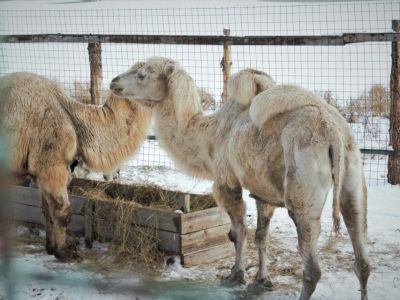Репортаж: как обитатели якутского зоопарка «Орто Дойду» готовятся к зиме