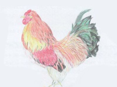 Храбрый петух по имени Али-Баба