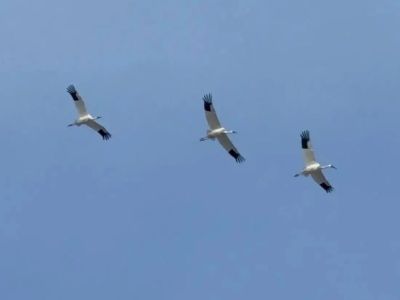 Жители Якутии помогли зафиксировать прилет 600 стерхов
