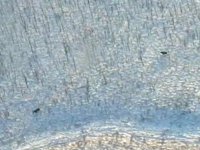 В Нюрбинском районе проходит авиаучёт популяции охотничьих ресурсов