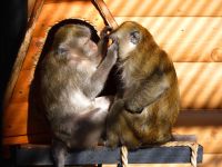 Государственный Большереченский зоопарк имени В.Д. Соломатина