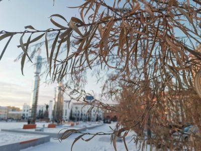 Почему в Якутске деревья не сбросили листву к зиме, объяснил ученый