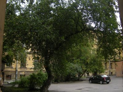 Сад