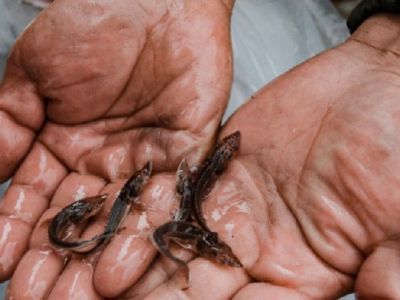 20 тысяч мальков осетра выпустили в реку Вилюй