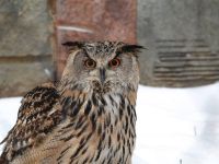 Московский зоопарк