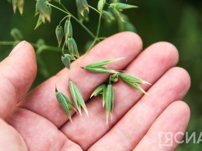 В Якутии сельхозкультурами засеют 49 тысяч гектаров земель