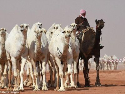Имя абсолютного чемпиона мира по мас-рестлингу 2019 года назовут в Саудовской Аравии