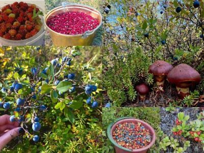 Голубика, смородина и маслята: якутяне делятся фото урожая ягод и грибов в августе