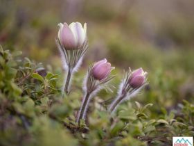 По Кангаласскому Мысу