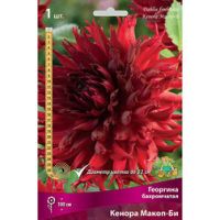 Георгина бахромчатая Кенора Макоп-Би (1 шт.)