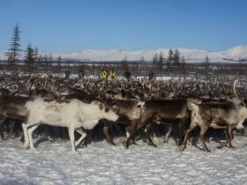 Aurora in Yakutia. Adventures to Arcticа. За Авророй в Арктическую Якутию!