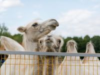 Экокомплекс «Казеевка»