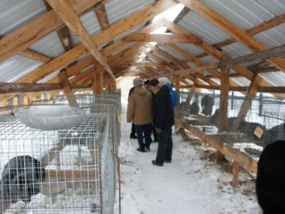 Новое меню для лисиц и соболей. На звероферме в Иенгре построили кормокухню