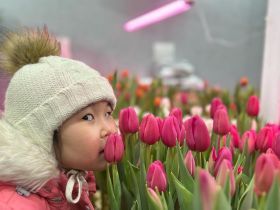 Пять тысяч тюльпанов среди зимы: семья из Горного района создала цветущий оазис