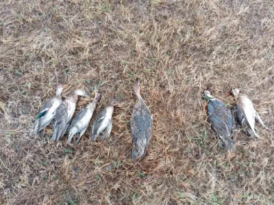 Охотник отстрелил краснокнижных уток в Мегино-Кангаласском районе