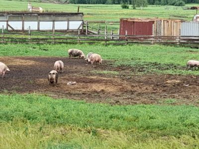 Остался без работы и занялся фермерством: житель Амгинского района с нуля создал свиноферму