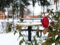 Парк культуры и отдыха имени 30-летия Побед