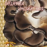 Вешенка Индийская (12 шт.)