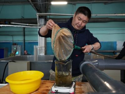 Нордголд выпустил более 600 тысяч мальков пеляди в водоемы Якутии