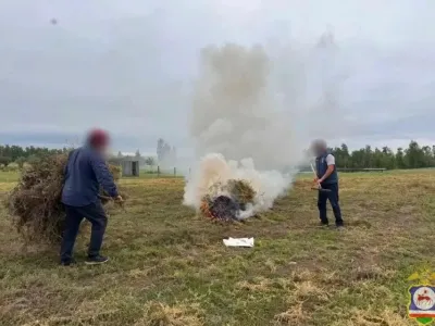 В Якутии уничтожили около 8 тонн дикорастущей конопли
